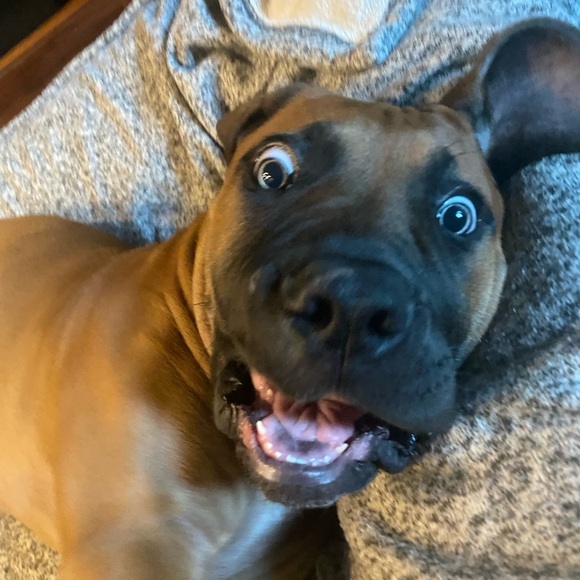 Flyer For LIVE SHOW specializing in Dior & random lux brand pulls w/ low starts - Picture 10 of 14